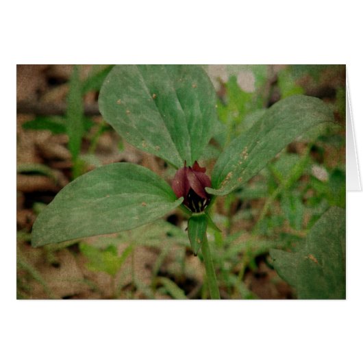 Trilliumventiel (Voorkant Horizontaal)