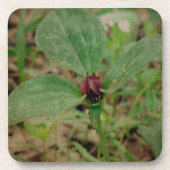 Trilliumventiel Bier Onderzetter (Voorkant)