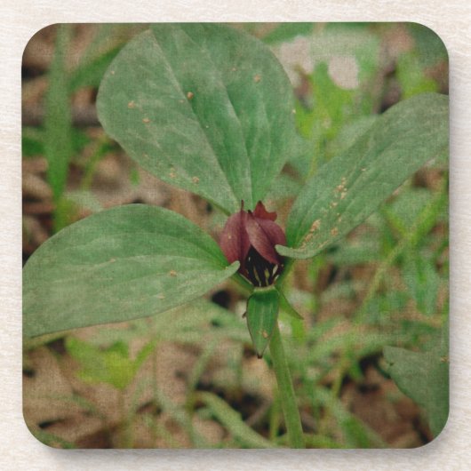 Trilliumventiel Bier Onderzetter (Voorkant)