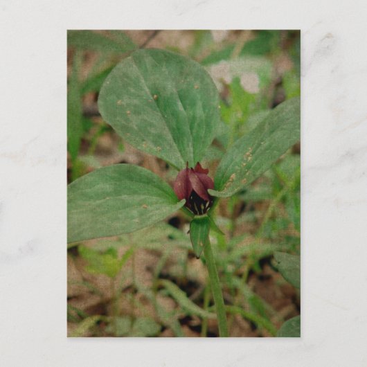 Trilliumventiel Briefkaart (Voorkant)