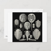 Trilobite! Briefkaart (Voorkant / Achterkant)