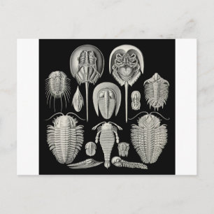 Trilobite! Briefkaart