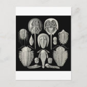 Trilobite! Briefkaart (Voorkant)