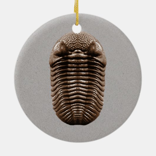 Trilobite Fossil Ornament (Achterkant)