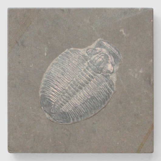 Trilobite Fossil Stenen Onderzetter (Voorkant)