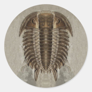 Trilobite Fossil Sticker