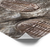 Trilobite, Fossil: TRILOBIETEN FOSSILEN Poster (Hoek)