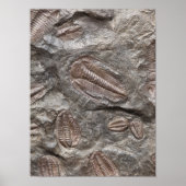 Trilobite, Fossil: TRILOBIETEN FOSSILEN Poster (Voorkant)