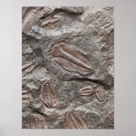 Trilobite, Fossil: TRILOBIETEN FOSSILEN Poster