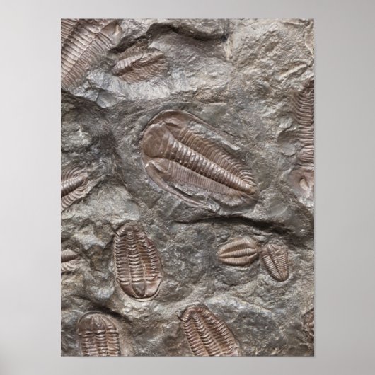 Trilobite, Fossil: TRILOBIETEN FOSSILEN Poster (Voorkant)