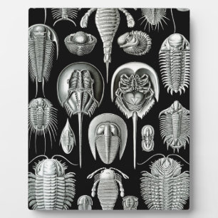 Trilobites and Fossils in Black and White Fotoplaat