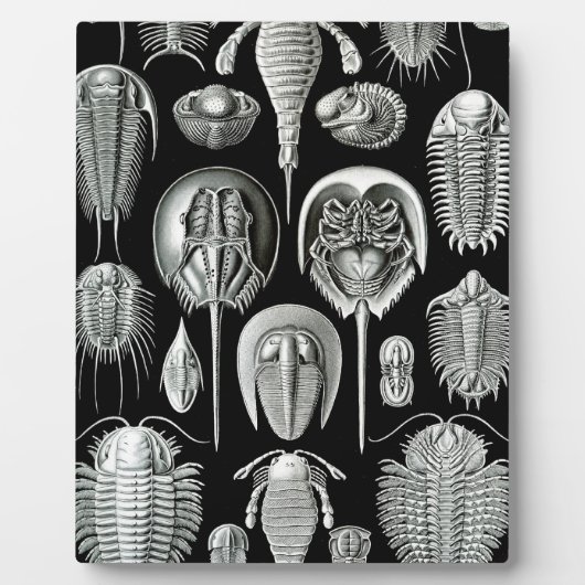 Trilobites and Fossils in Black and White Fotoplaat (Voorkant)