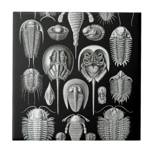 Trilobites and Fossils in Black and White Tegeltje