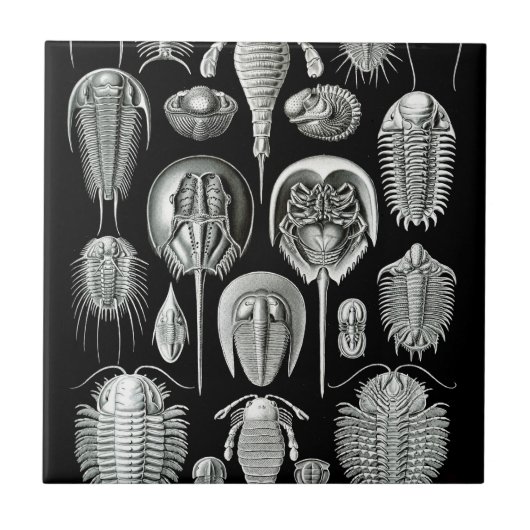 Trilobites and Fossils in Black and White Tegeltje (Voorkant)