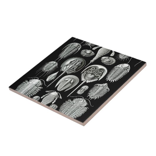 Trilobites and Fossils in Black and White Tegeltje (Zijkant)