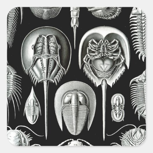 Trilobites and Fossils in Black and White Vierkante Sticker (Voorkant)
