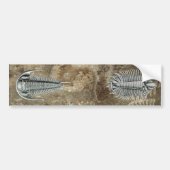 Trilobites-Bumpersticker Bumpersticker (Voorkant)