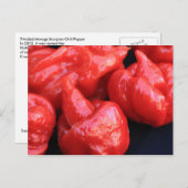 Trinidad Moruga Scorpion Chili Pepper Briefkaart (Voorkant / Achterkant)