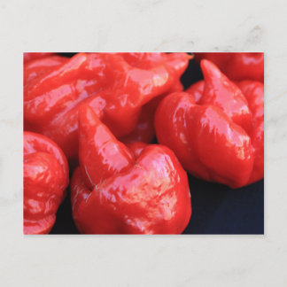 Trinidad Moruga Scorpion Chili Pepper Briefkaart