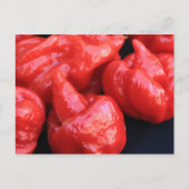Trinidad Moruga Scorpion Chili Pepper Briefkaart (Voorkant)