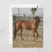 "Trinket" Briefkaart (Voorkant / Achterkant)