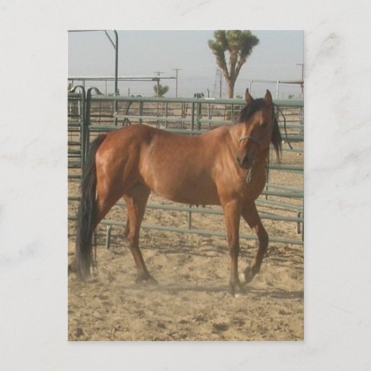 "Trinket" Briefkaart (Voorkant)