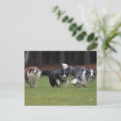 trio-grenskolonies briefkaart (Staand voorkant)