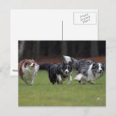 trio-grenskolonies briefkaart (Voorkant / Achterkant)