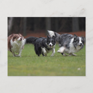 trio-grenskolonies briefkaart