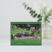 Trio in Iguana Park, Guayaquil, Ecuador Briefkaart (Staand voorkant)