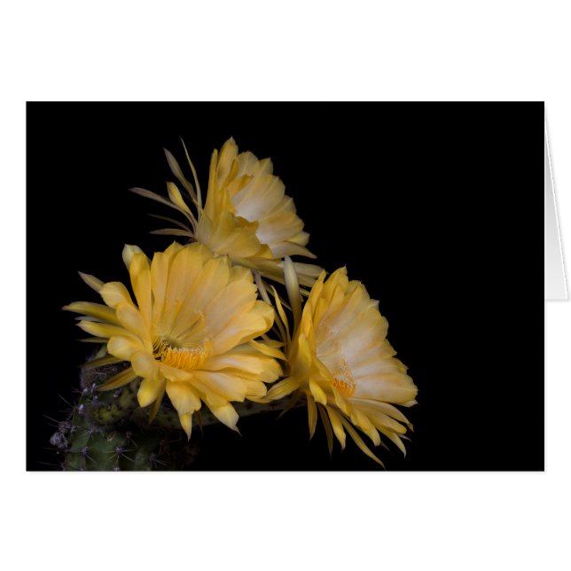 Trio Karel de Grote (Voorkant Horizontaal)