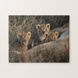 Trio of Six-Bond Lion cubs sitting Legpuzzel