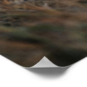 Trio of Six-Bond Lion cubs sitting Poster (Hoek)