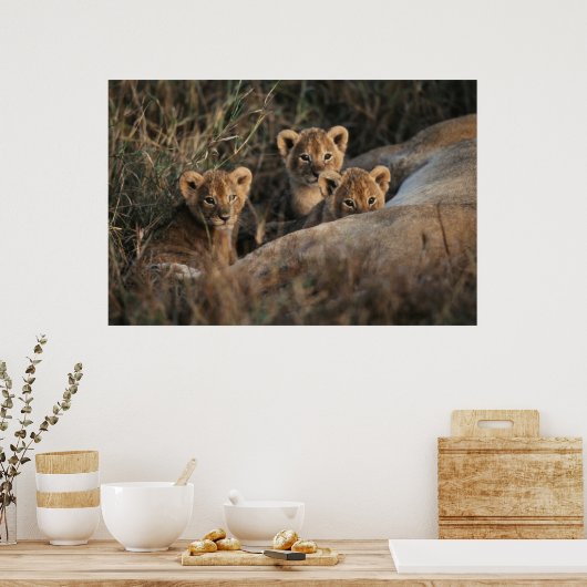 Trio of Six-Bond Lion cubs sitting Poster (Keuken)