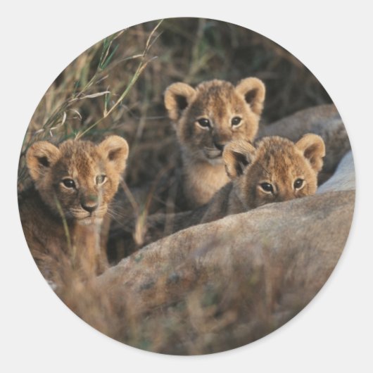 Trio of Six-Bond Lion cubs sitting Ronde Sticker (Voorkant)