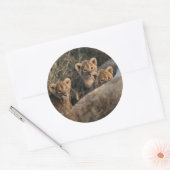 Trio of Six-Bond Lion cubs sitting Ronde Sticker (Envelop)