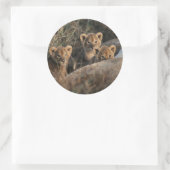 Trio of Six-Bond Lion cubs sitting Ronde Sticker (Tas)