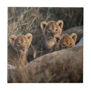 Trio of Six-Bond Lion cubs sitting Tegeltje