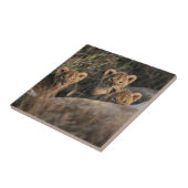 Trio of Six-Bond Lion cubs sitting Tegeltje (Zijkant)