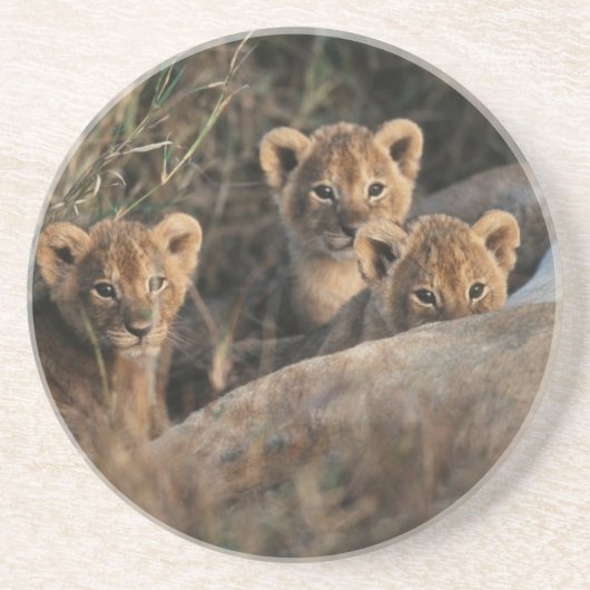 Trio of Six-Bond Lion cubs sitting Zandsteen Onderzetter (Voorkant)