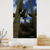 Trio saguaro cactus Arizona woestijn blauwe lucht Poster (Keuken)