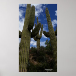 Trio saguaro cactus Arizona woestijn blauwe lucht  Poster