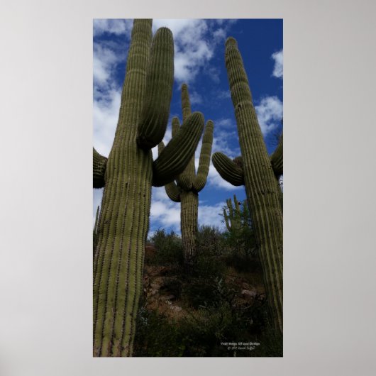 Trio saguaro cactus Arizona woestijn blauwe lucht Poster (Voorkant)