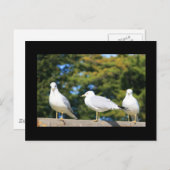 Trio van Briefkaart van zeegarenden (Voorkant / Achterkant)