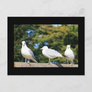 Trio van Briefkaart van zeegarenden