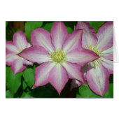 Trio van Clematis Pink en White Spring Vine (Voorkant Horizontaal)