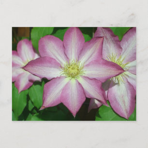 Trio van Clematis Pink en White Spring Vine Briefkaart