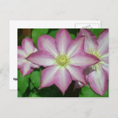Trio van Clematis Pink en White Spring Vine Briefkaart (Voorkant / Achterkant)