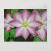 Trio van Clematis Pink en White Spring Vine Briefkaart (Voorkant)