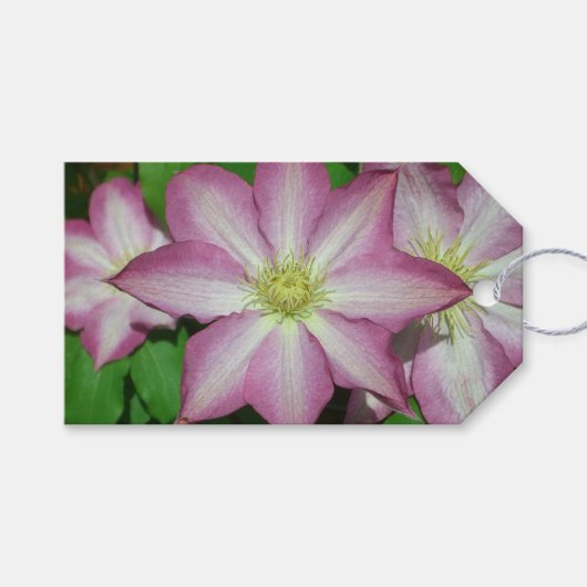 Trio van Clematis Pink en White Spring Vine Cadeaulabel (Voorkant (Horizontaal))